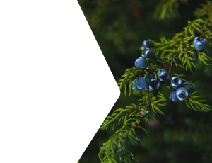 Nature_St2 (208).png