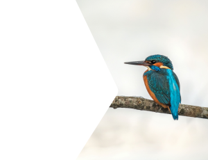 Nature_St2 (212).png