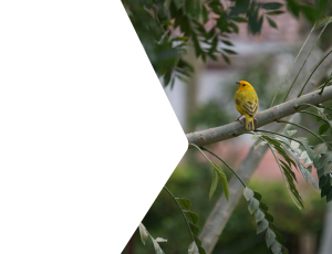 Nature_St2 (215).png