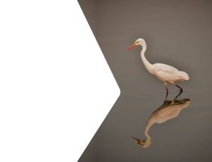 Nature_St2 (235).png