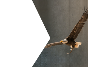 Nature_St2 (240).png