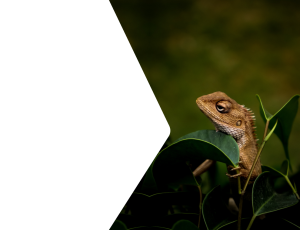 Nature_St2 (246).png