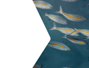 Nature_St2 (252).png