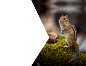 Nature_St2 (257).png