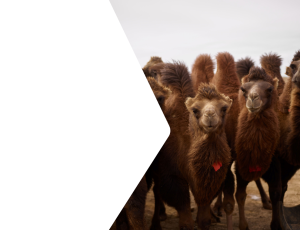 Nature_St2 (262).png