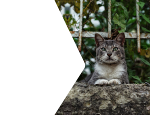 Nature_St2 (265).png