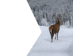 Nature_St2 (271).png