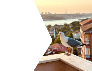 Nature_St2 (288).png