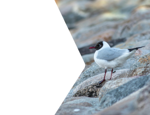 Nature_St2 (289).png