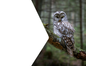 Nature_St2 (292).png