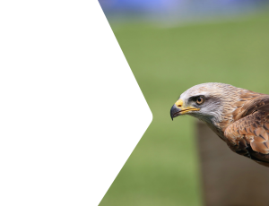 Nature_St2 (299).png