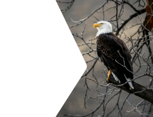 Nature_St2 (300).png