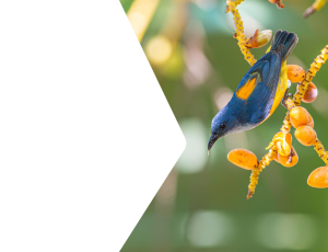 Nature_St2 (302).png