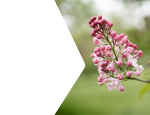 Nature_St2 (307).png