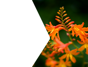 Nature_St2 (311).png