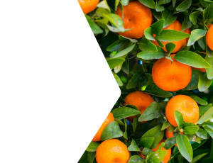 Nature_St2 (314).png