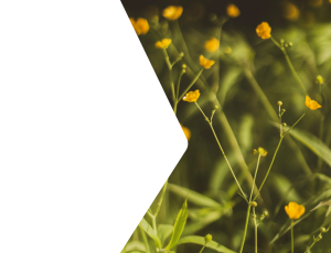 Nature_St2 (319).png