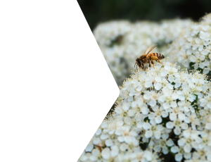 Nature_St2 (324).png