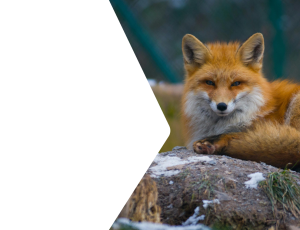 Nature_St2 (327).png