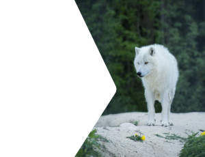 Nature_St2 (331).png