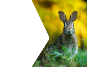 Nature_St2 (334).png