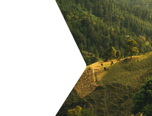 Nature_St2 (339).png