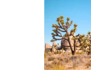 Nature_St3 (21).png