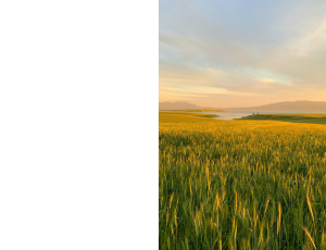 Nature_St3 (40).png
