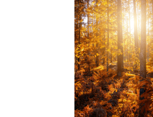Nature_St3 (79).png