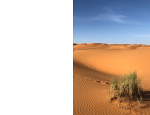 Nature_St3 (91).png