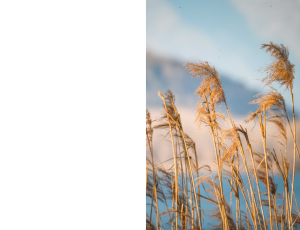 Nature_St3 (169).png