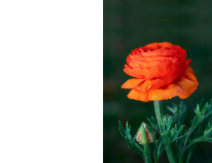 Nature_St3 (194).png