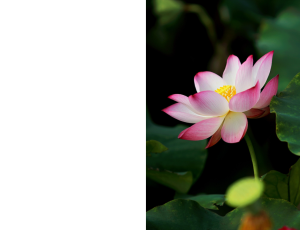 Nature_St3 (204).png