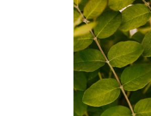 Nature_St3 (207).png