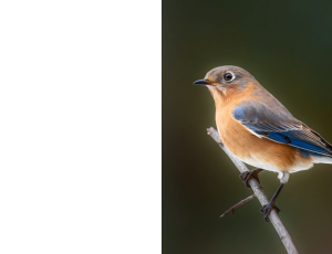 Nature_St3 (211).png