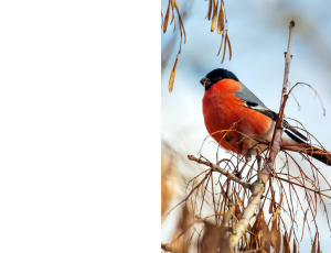 Nature_St3 (214).png