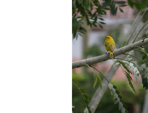 Nature_St3 (215).png