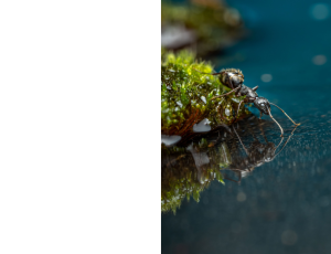 Nature_St3 (219).png