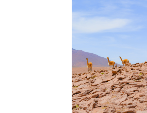 Nature_St3 (226).png