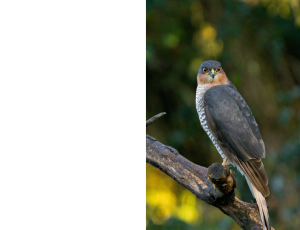 Nature_St3 (239).png