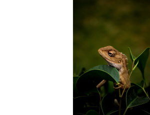Nature_St3 (246).png