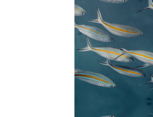 Nature_St3 (252).png