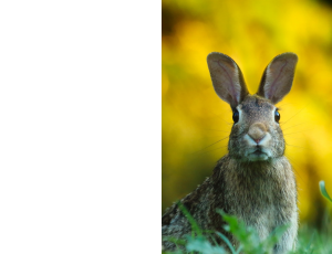 Nature_St3 (254).png