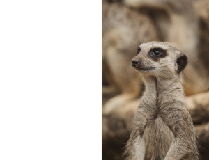 Nature_St3 (255).png