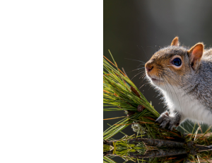 Nature_St3 (259).png