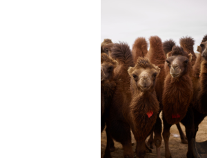 Nature_St3 (262).png