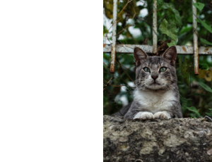 Nature_St3 (265).png