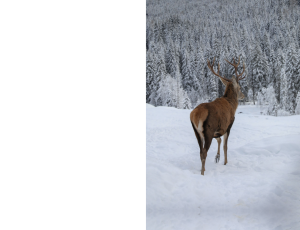Nature_St3 (271).png