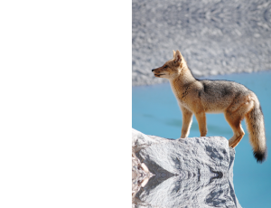 Nature_St3 (274).png