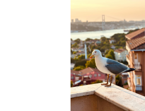 Nature_St3 (288).png